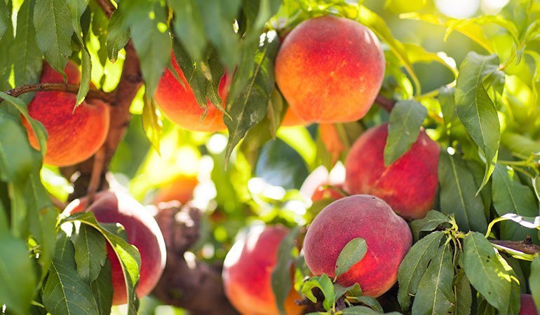 florence food festival sagra della pesca regina