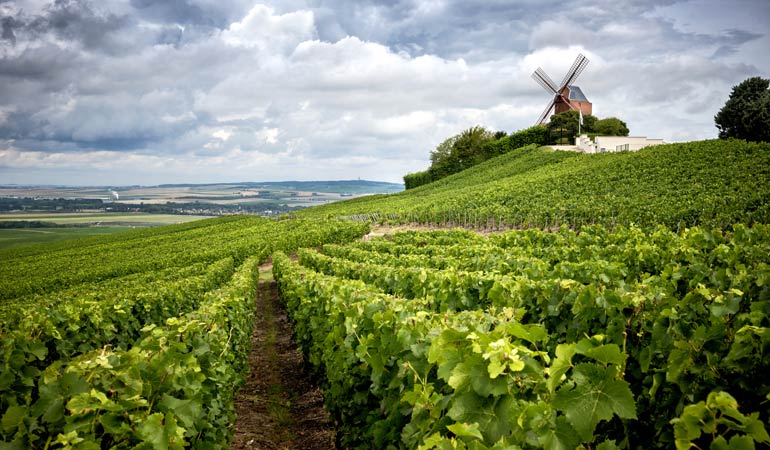 champagne fields