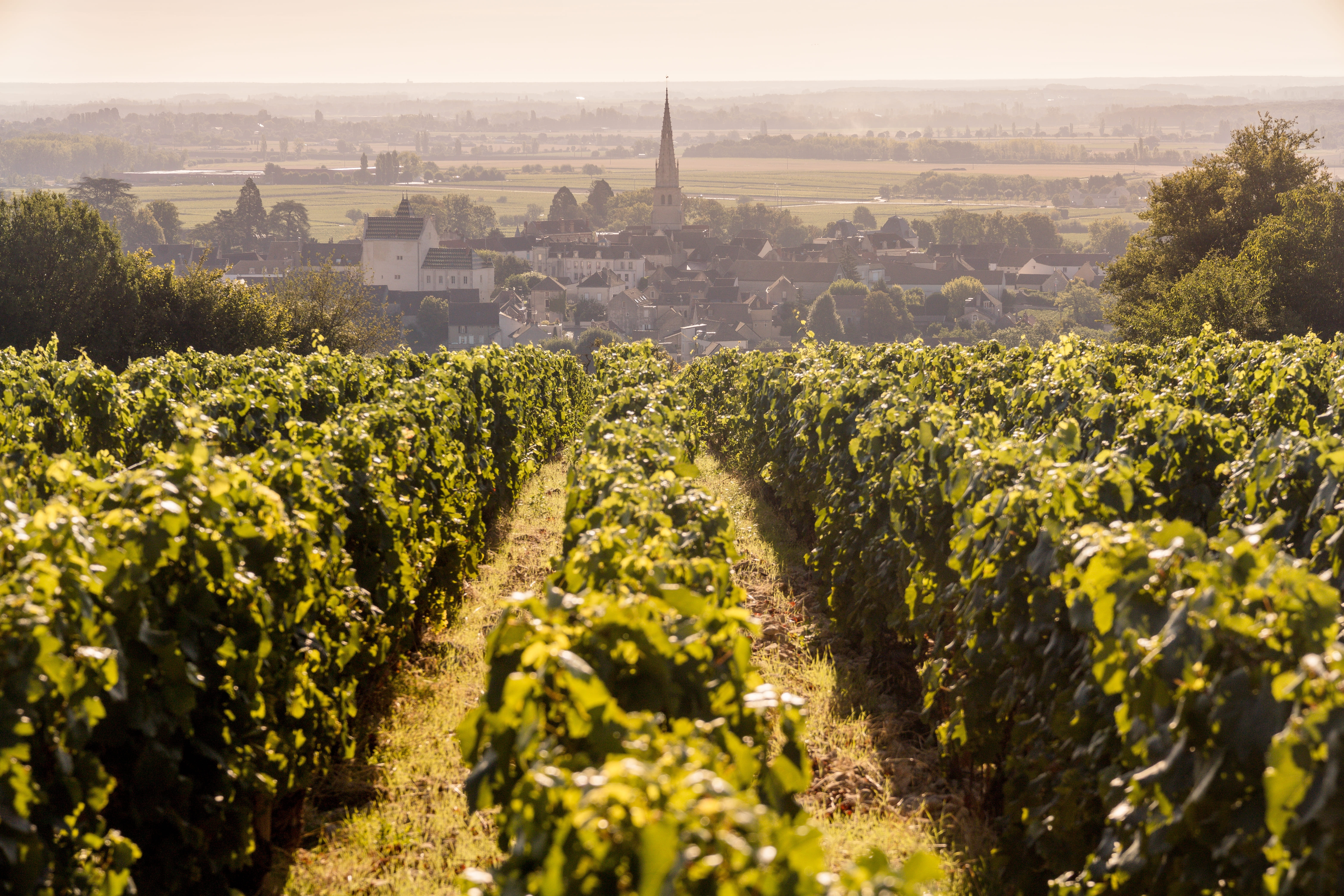 Wineyards in the wine region of Burgundy, France