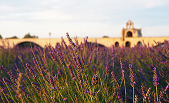 what to do in Marseille Levander tour