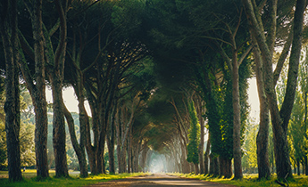 what to do in pisa San Rossore 