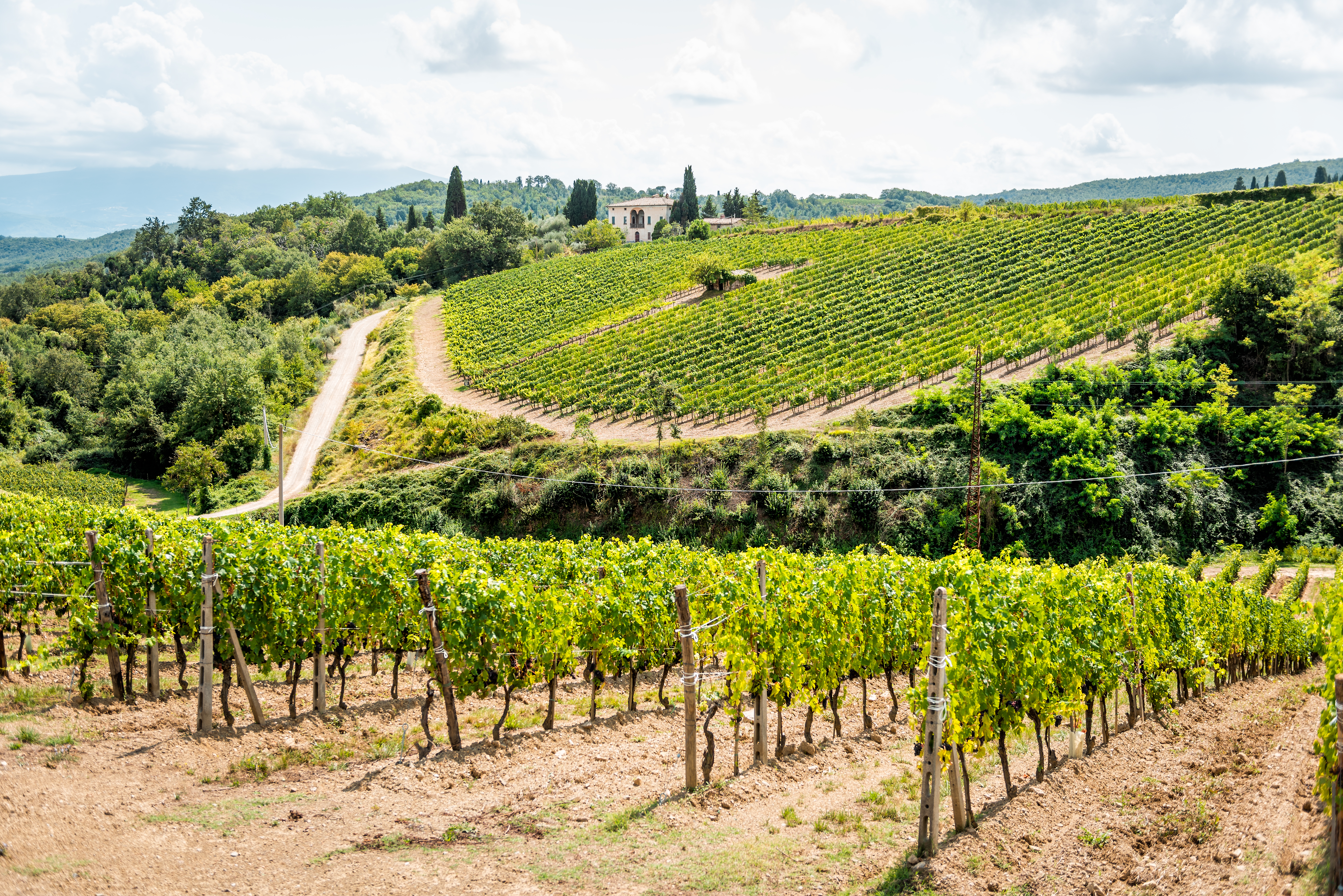 Tuscany vineyards