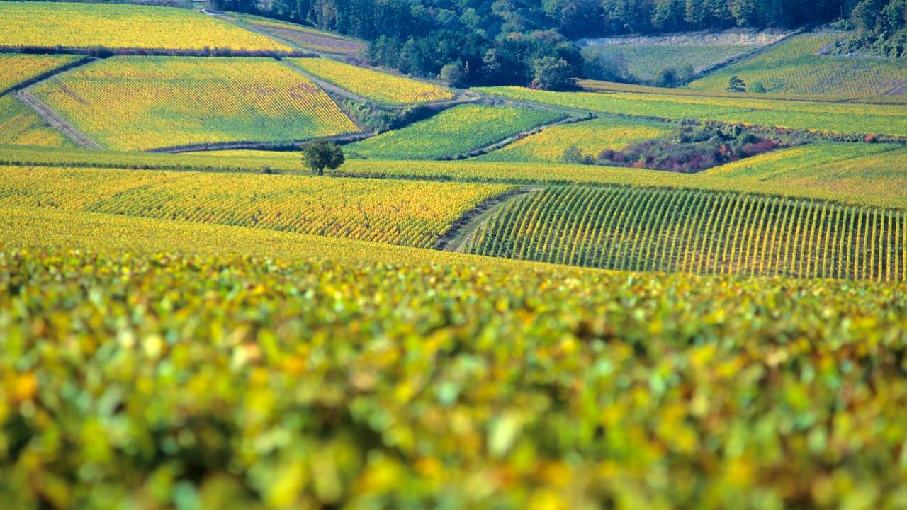 Chablis region