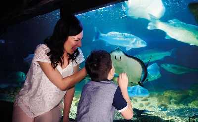 SEA LIFE London Aquarium