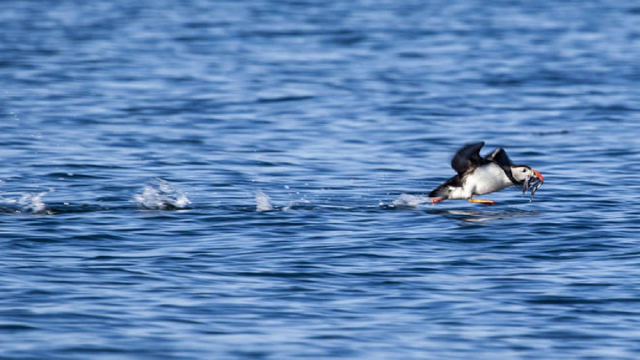 Puffin Express by RIB Speedboat