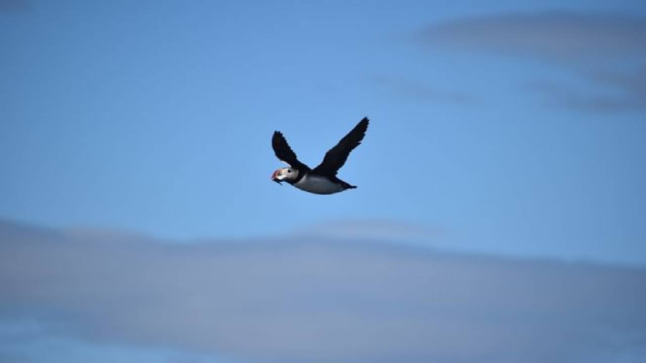 Reykjavík Classic Puffin Watching