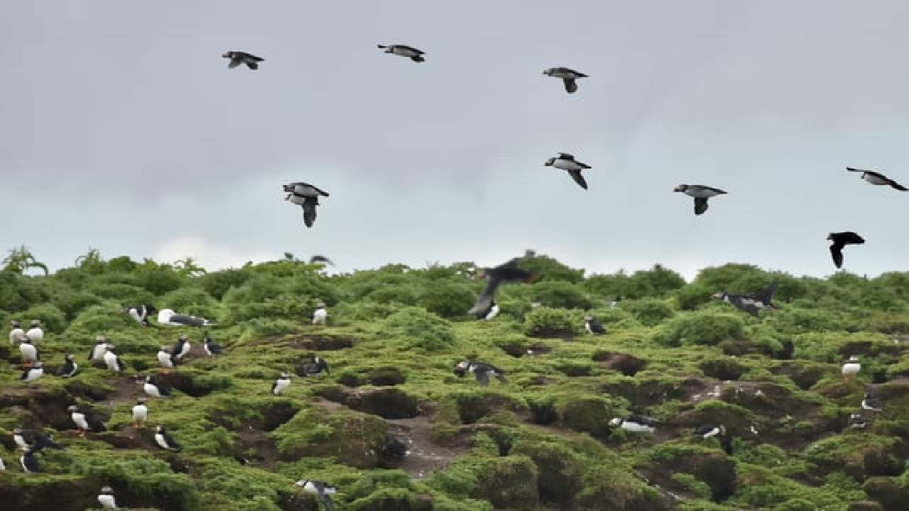 Reykjavík Classic Puffin Watching