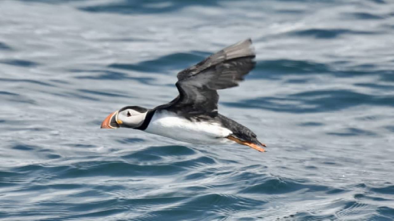 Reykjavík Classic Puffin Watching