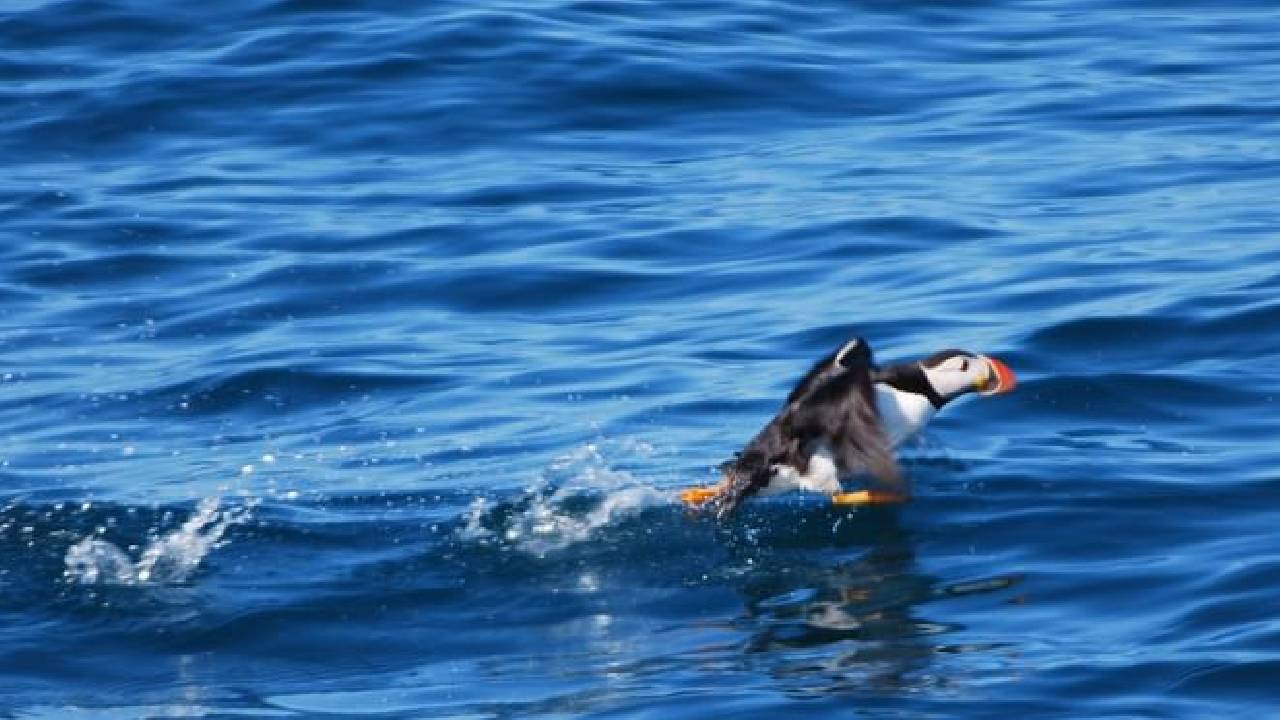 Reykjavík Classic Puffin Watching