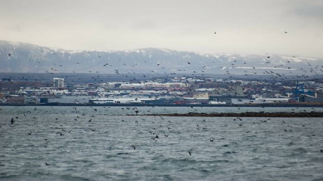Reykjavík Classic Puffin Watching
