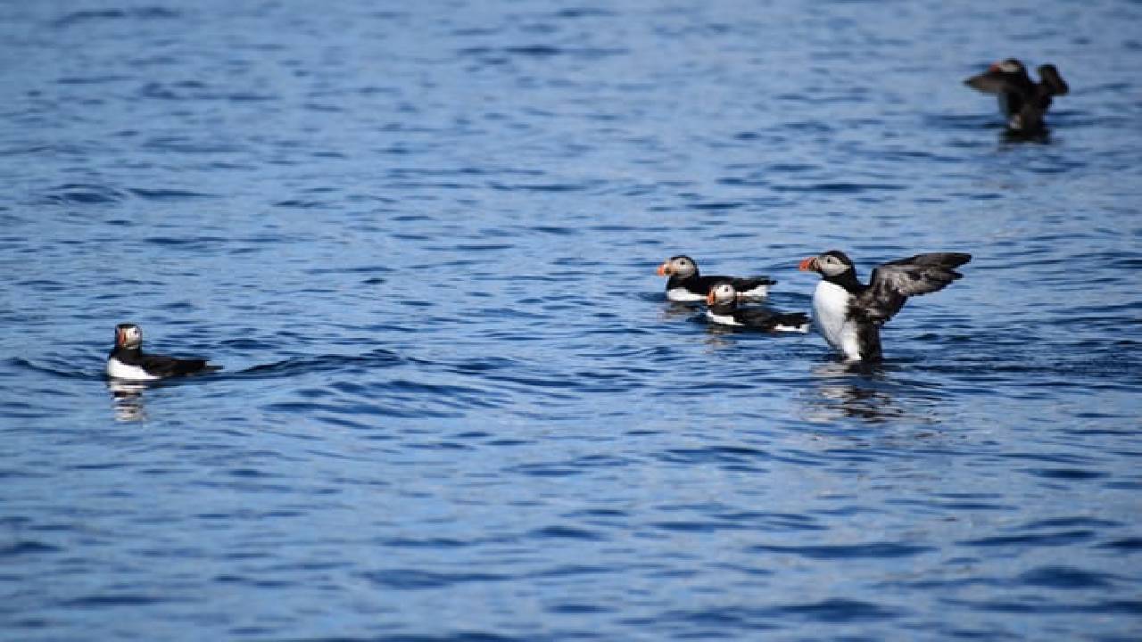 Reykjavík Classic Puffin Watching