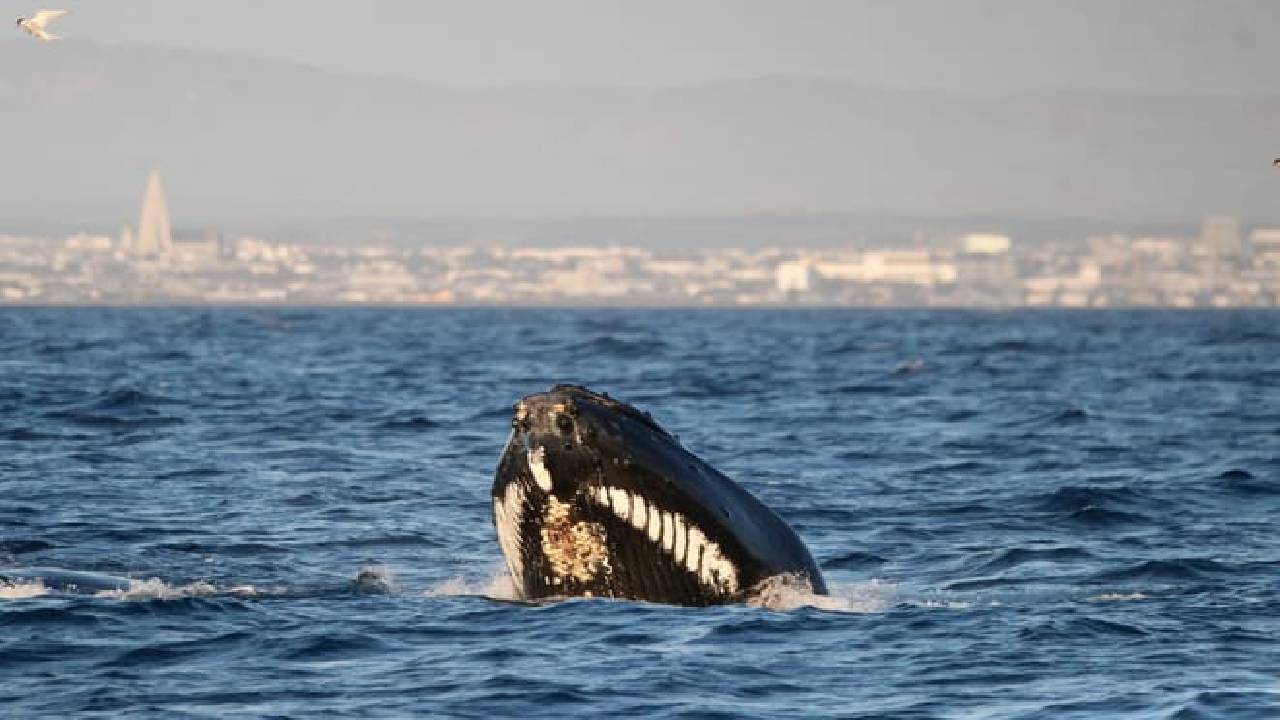 Reykjavík Classic Whale Watching 