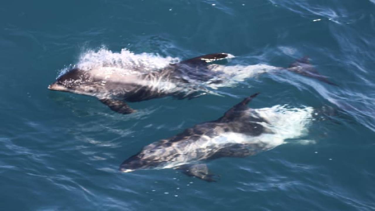 Reykjavík Classic Whale Watching 