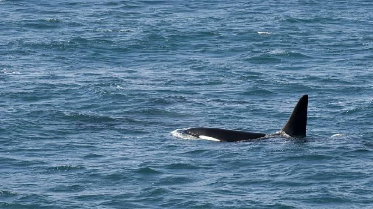 Reykjavík Classic Whale Watching 