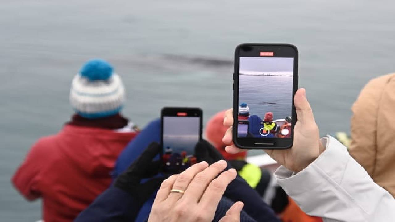 Reykjavík Classic Whale Watching 