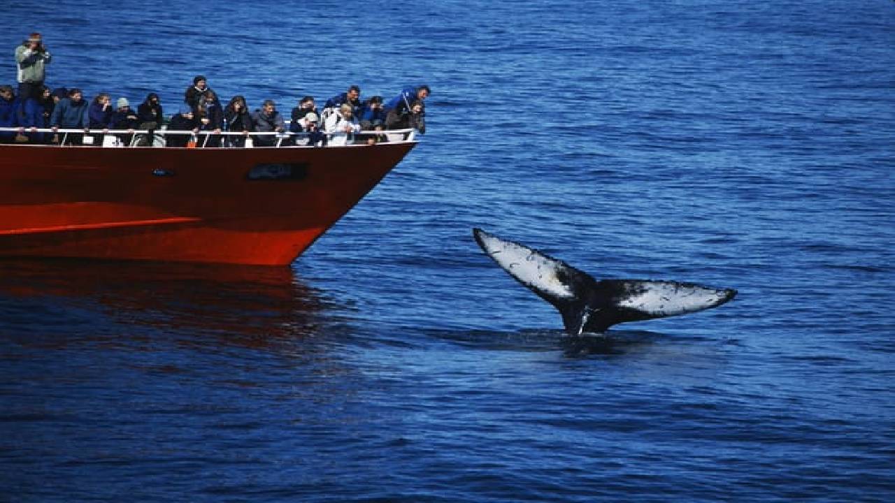 Reykjavík Classic Whale Watching 