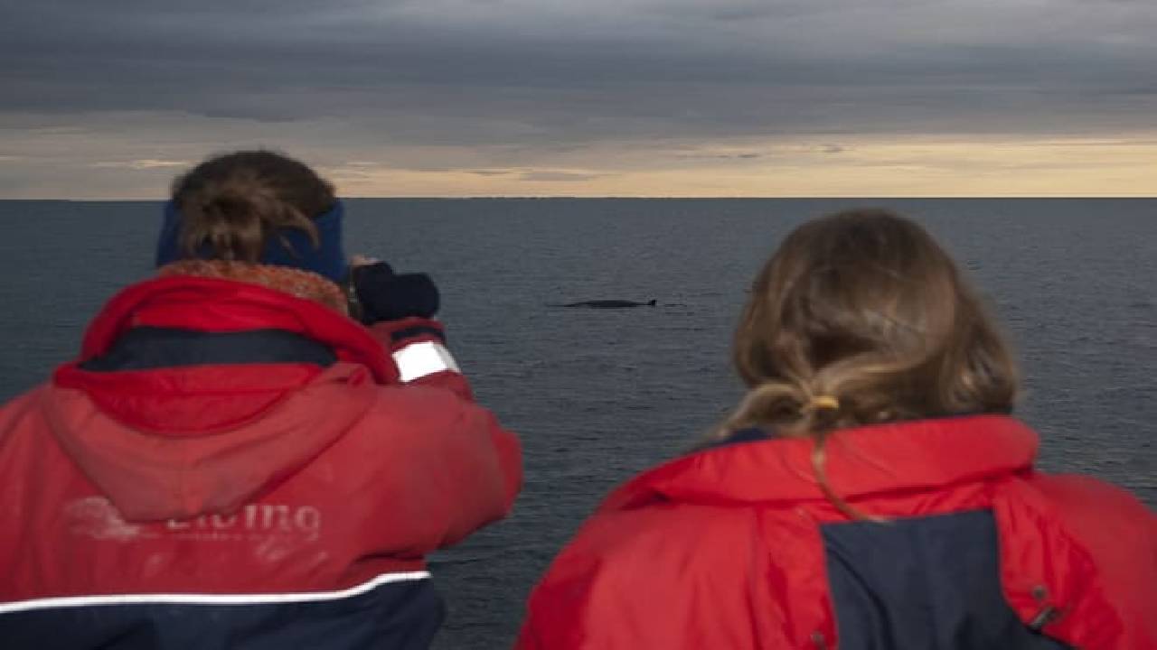 Reykjavík Classic Whales in the Midnight Sun