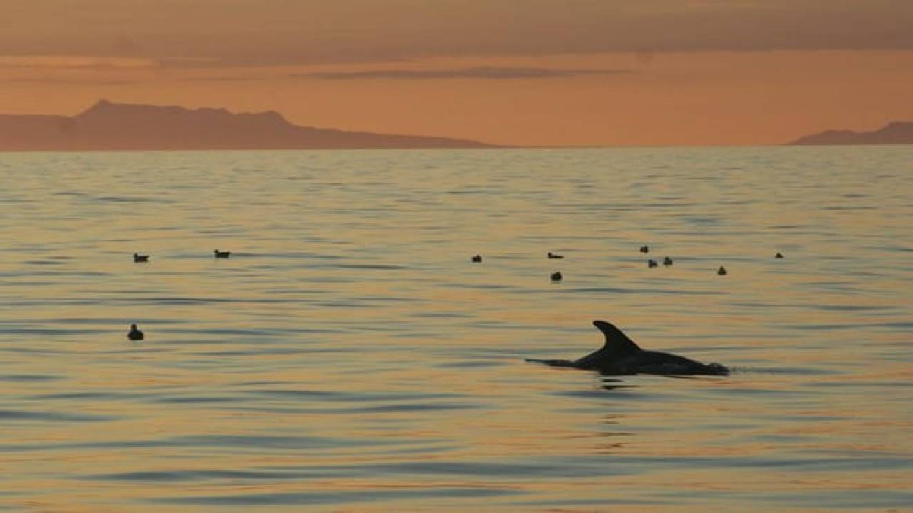 Reykjavík Classic Whales in the Midnight Sun
