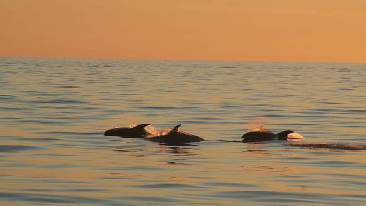 Reykjavík Classic Whales in the Midnight Sun