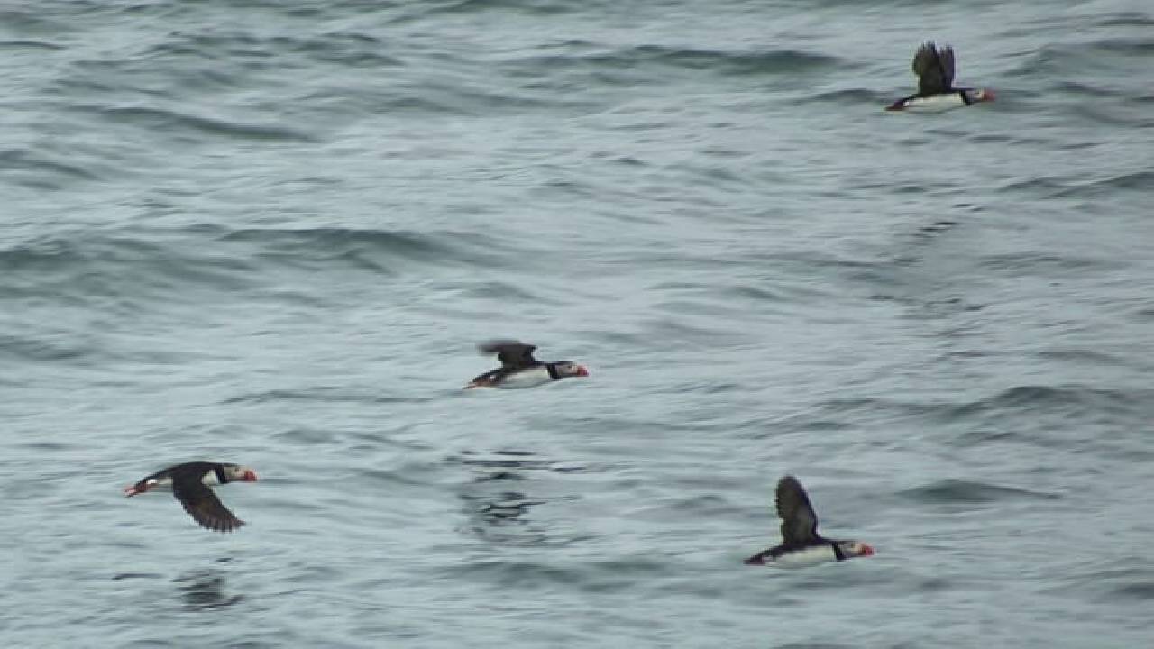 Reykjavík Premium Puffin Watching