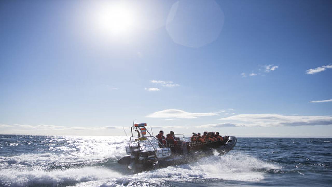 Reykjavík Premium Puffin Watching