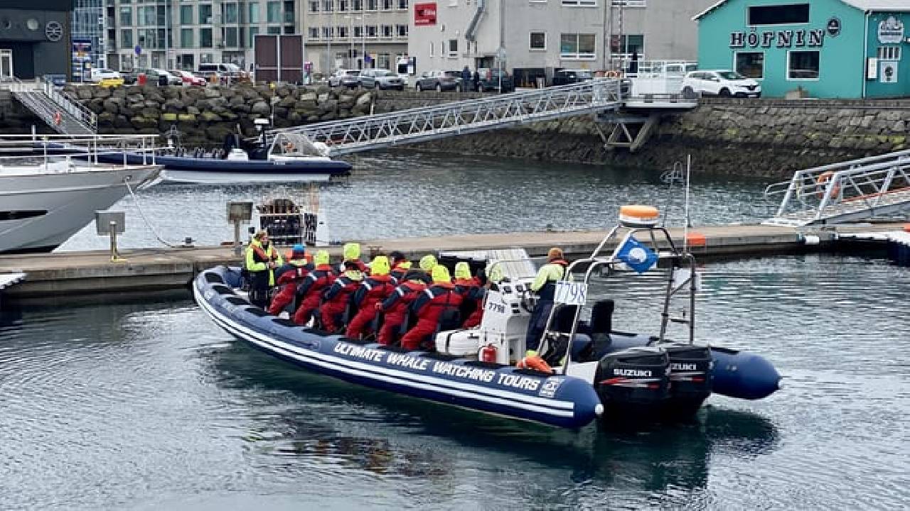Reykjavík Premium Whale Watching