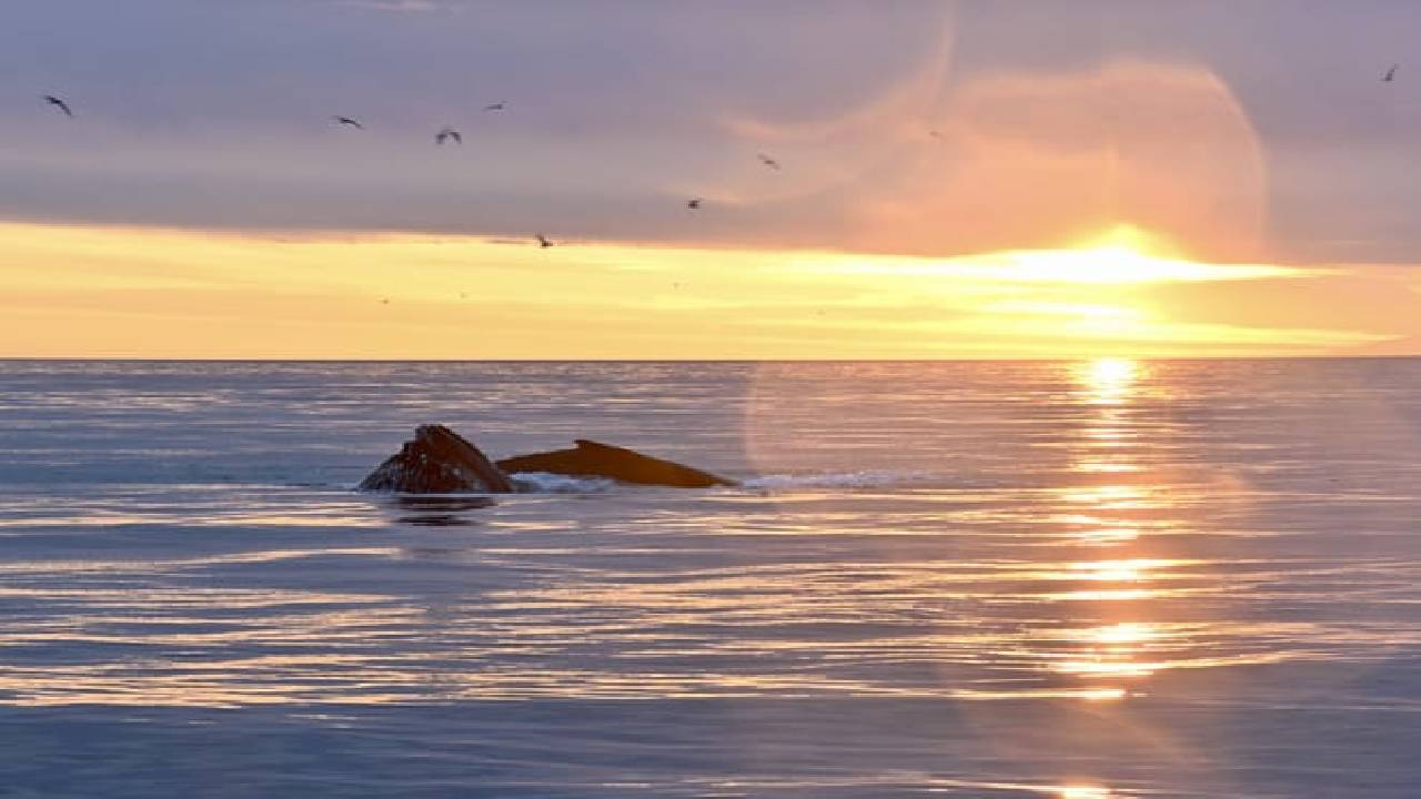 Reykjavík Premium Whale Watching