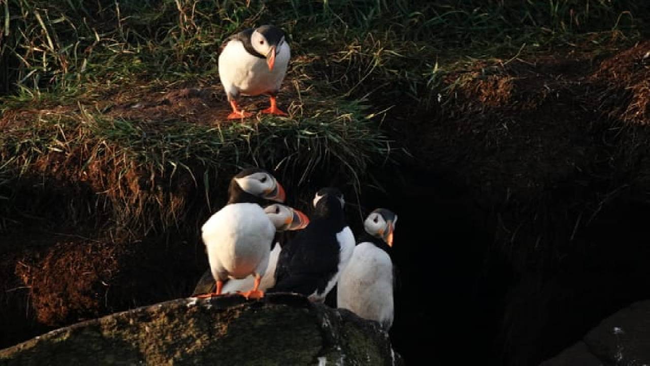 Reykjavík Premium Whale Watching
