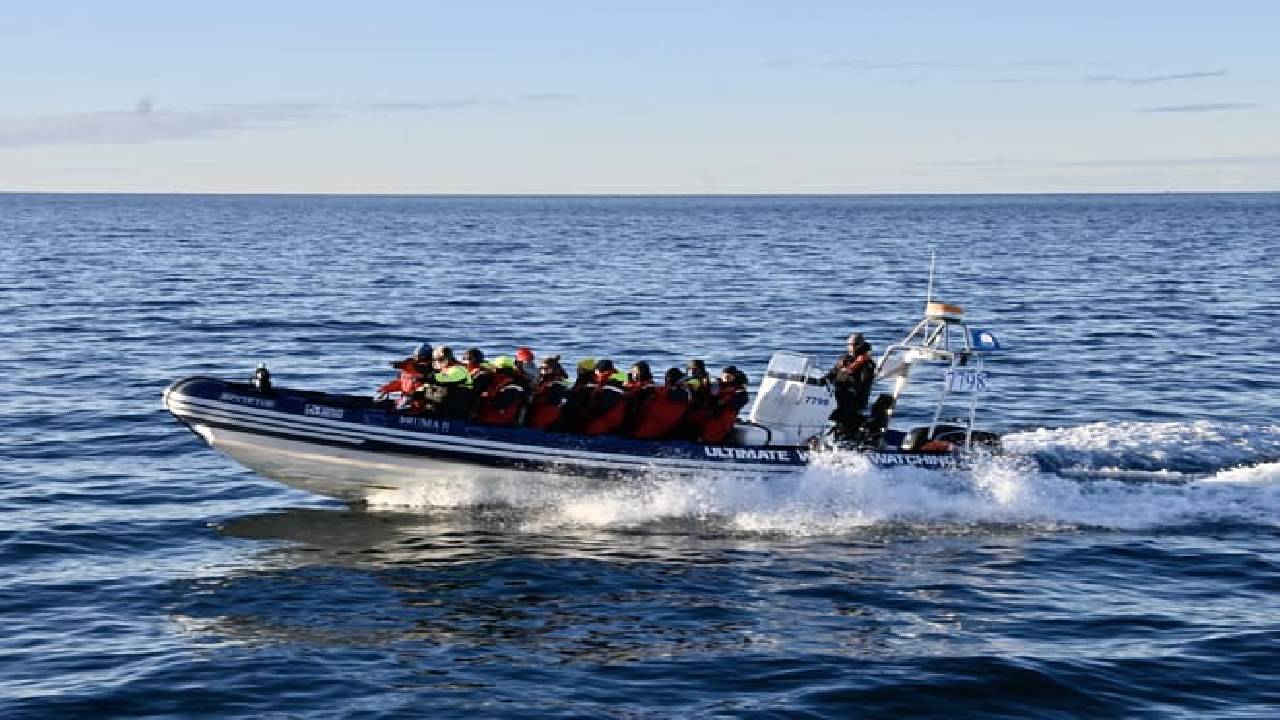 Reykjavík Premium Whale Watching