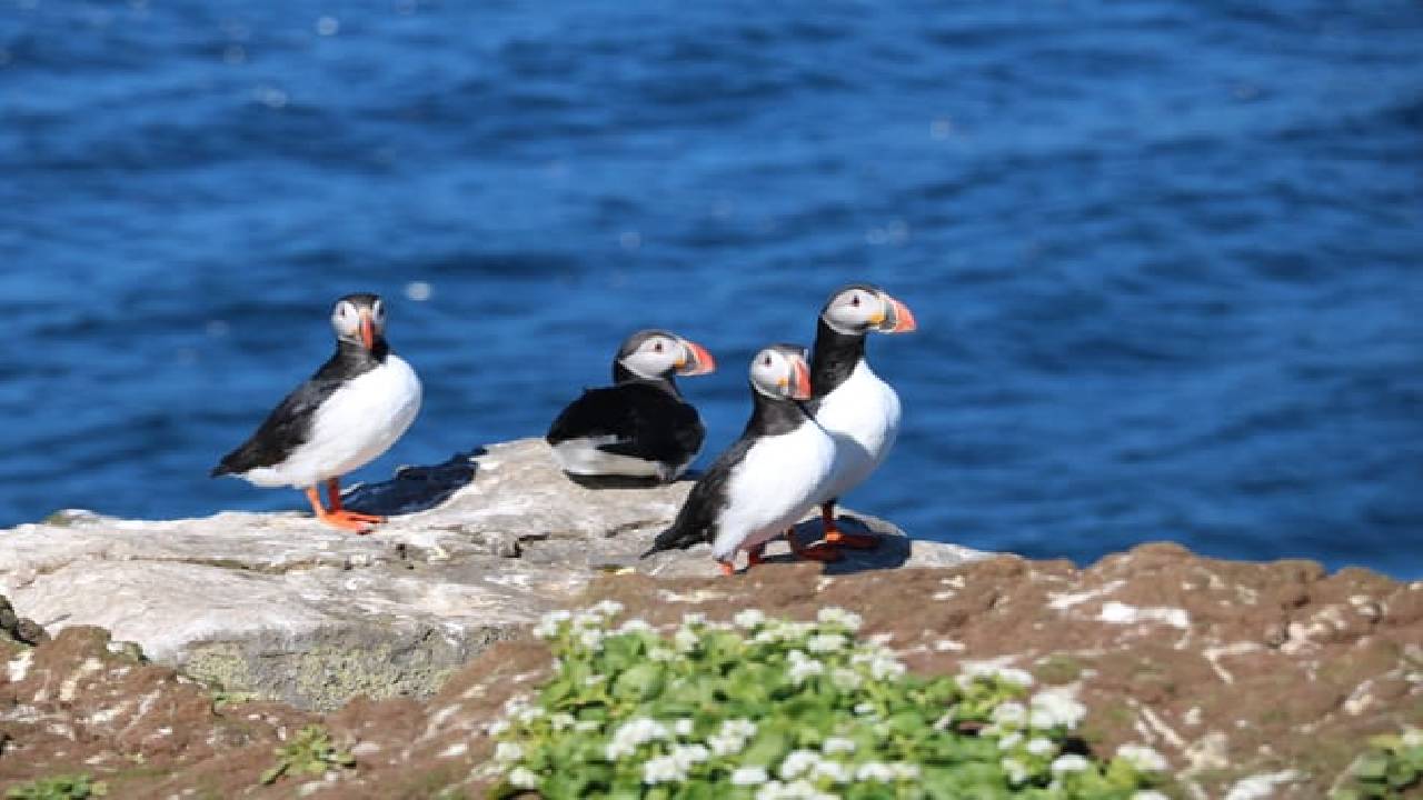 Reykjavík Premium Whale Watching
