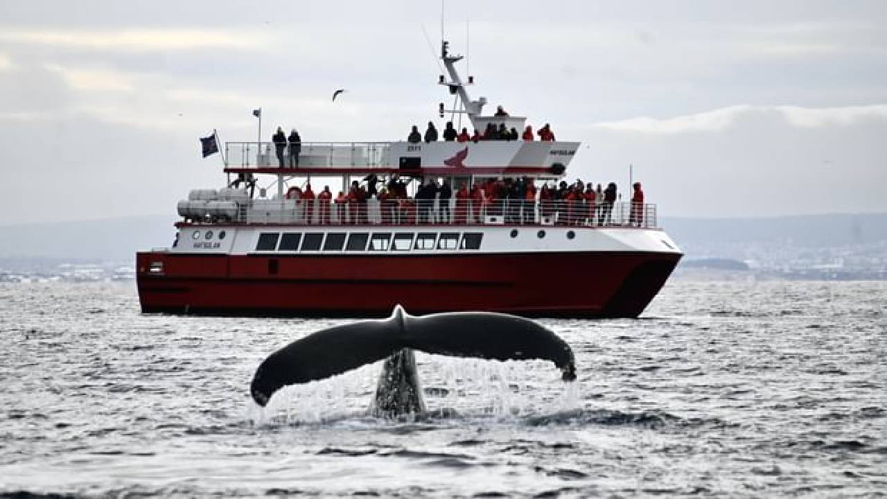 Whale Watching from Reykjavík & Akureyri