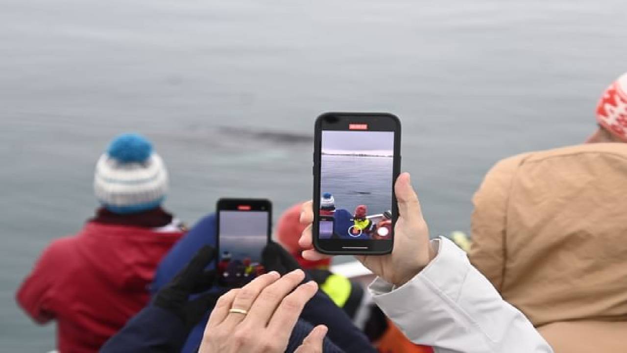 Whale Watching from Reykjavík & Akureyri