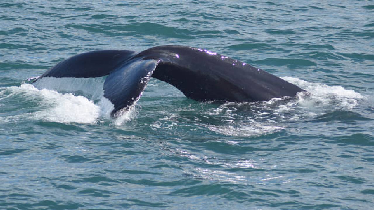 Whale Watching from Reykjavík & Akureyri