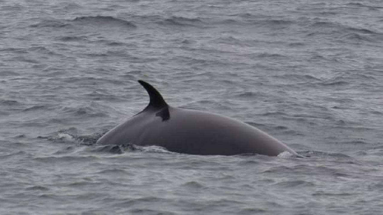 Whale Watching from Reykjavík & Akureyri