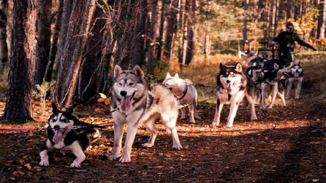 Husky Safari Autumn Tour & Barbeque - 6-10 km Self-Driving Mushing - Small Group