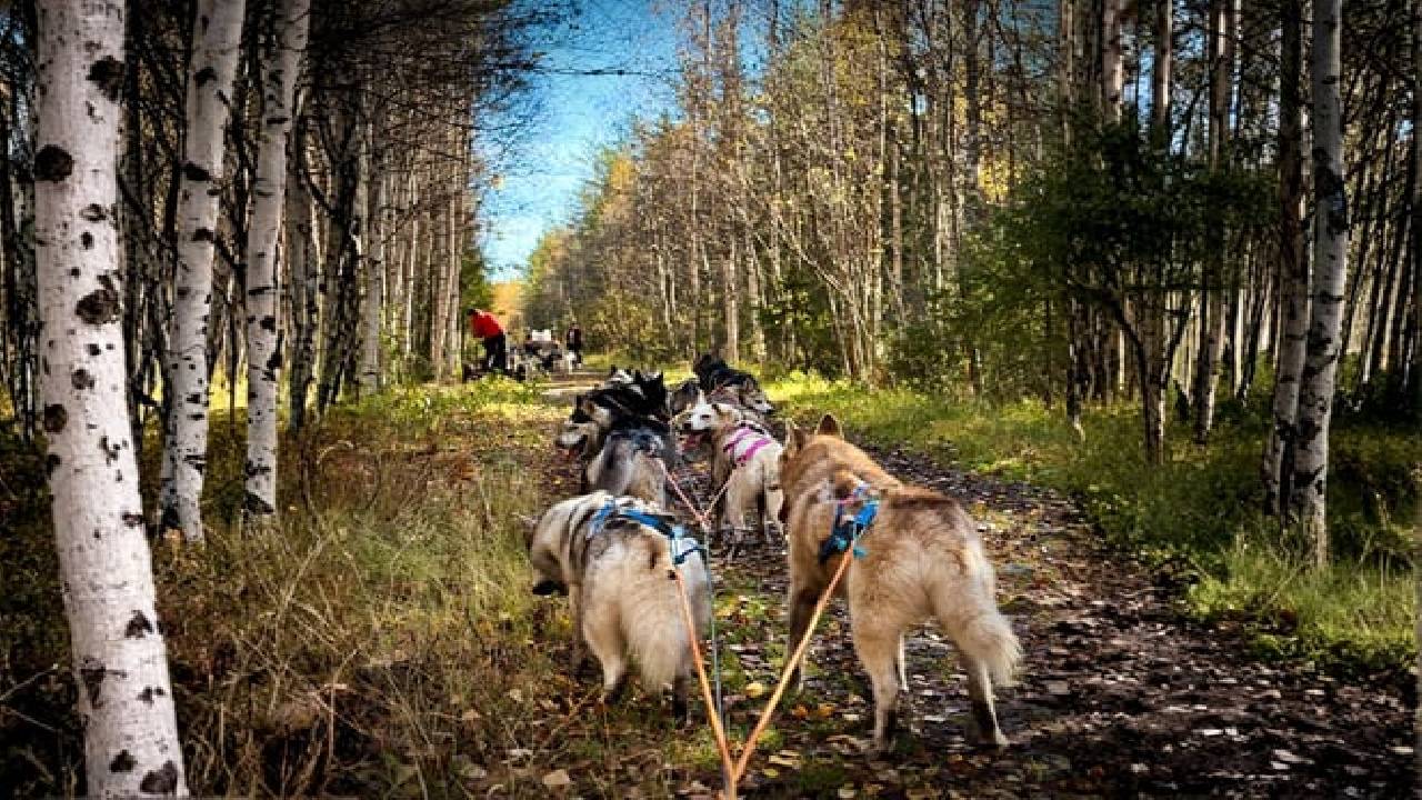 Husky Safari Autumn Tour & Barbeque - 6-10 km Self-Driving Mushing - Small Group