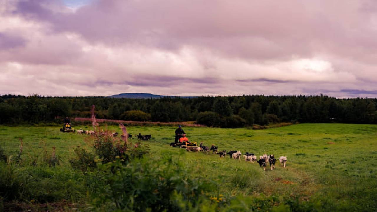 Husky Safari Autumn Tour & Barbeque - 6-10 km Self-Driving Mushing - Small Group