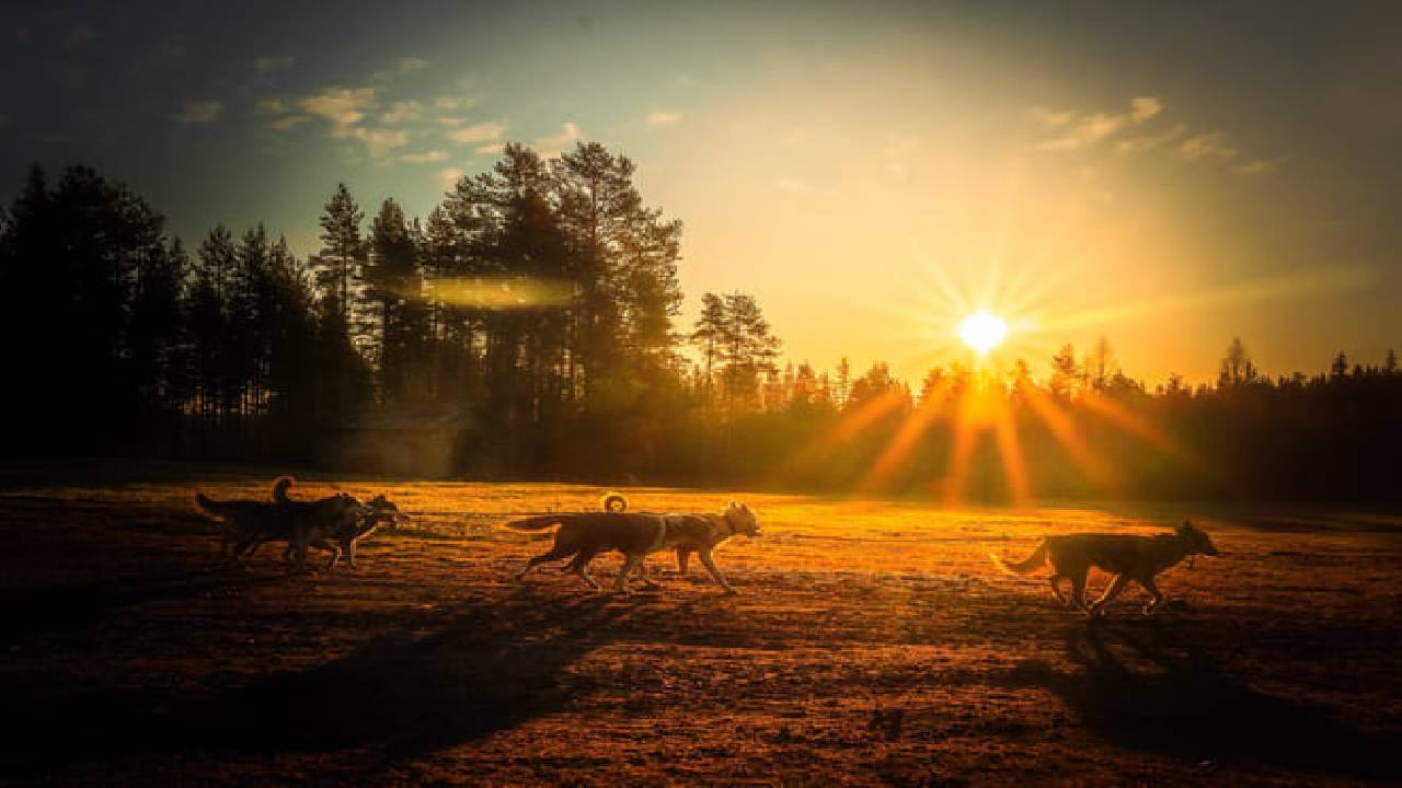 Husky Safari Autumn Tour & Barbeque - 6-10 km Self-Driving Mushing - Small Group