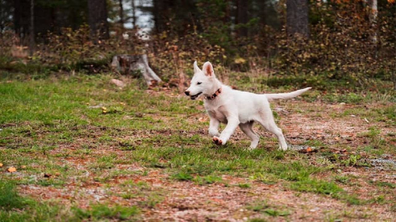 Husky Safari Autumn Tour & Barbeque - 6-10 km Self-Driving Mushing - Small Group