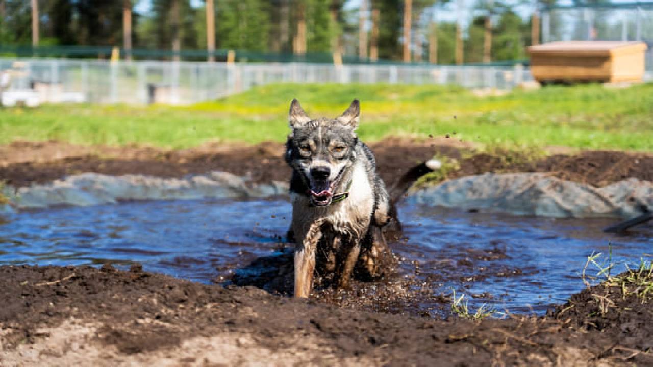Husky Safari Autumn Tour & Barbeque - 6-10 km Self-Driving Mushing - Small Group
