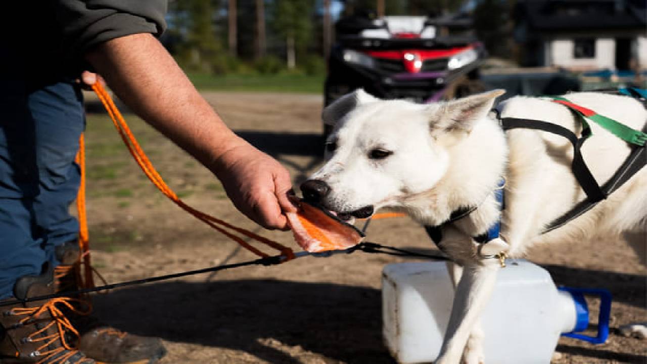 Husky Safari Autumn Tour & Barbeque - 6-10 km Self-Driving Mushing - Small Group