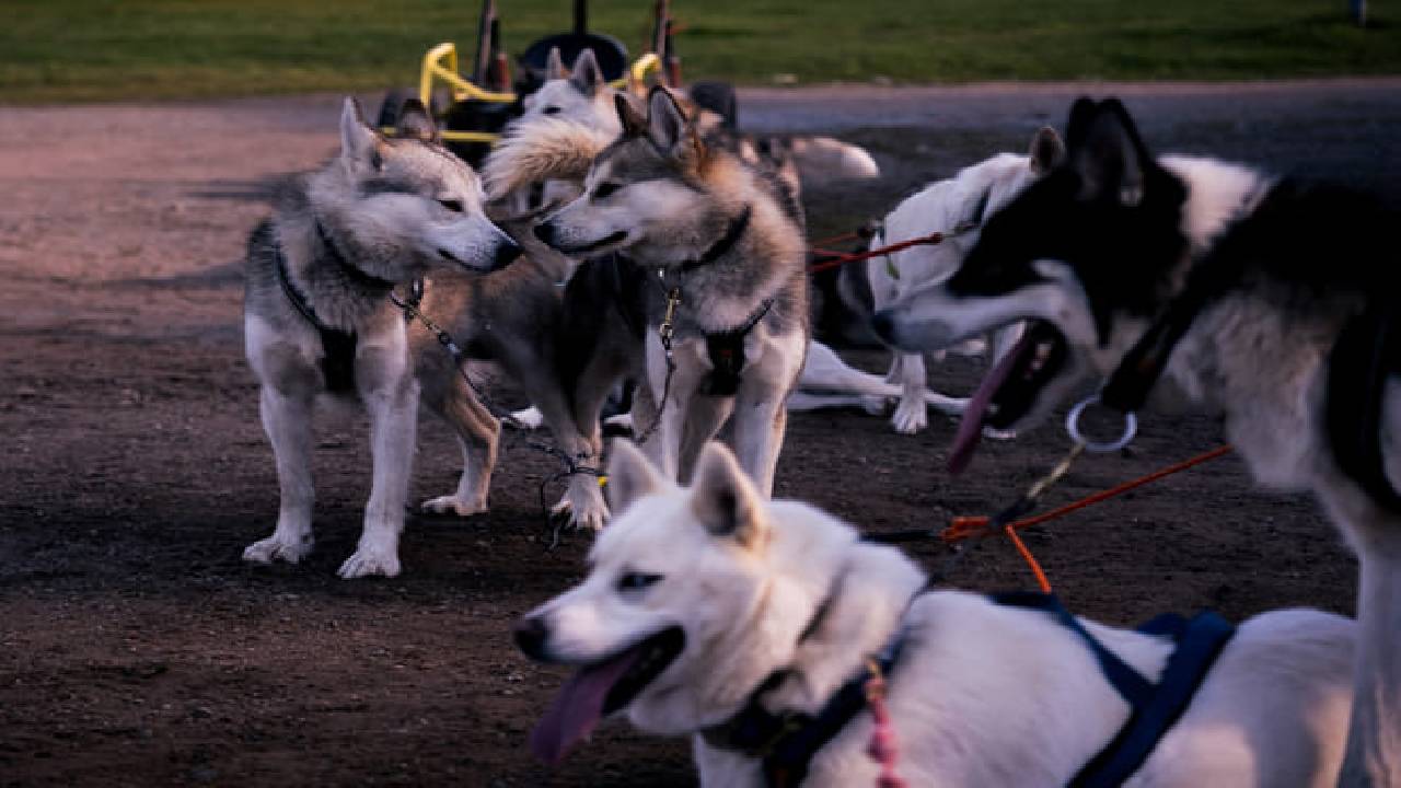 Husky Safari Autumn Tour & Barbeque - 6-10 km Self-Driving Mushing - Small Group