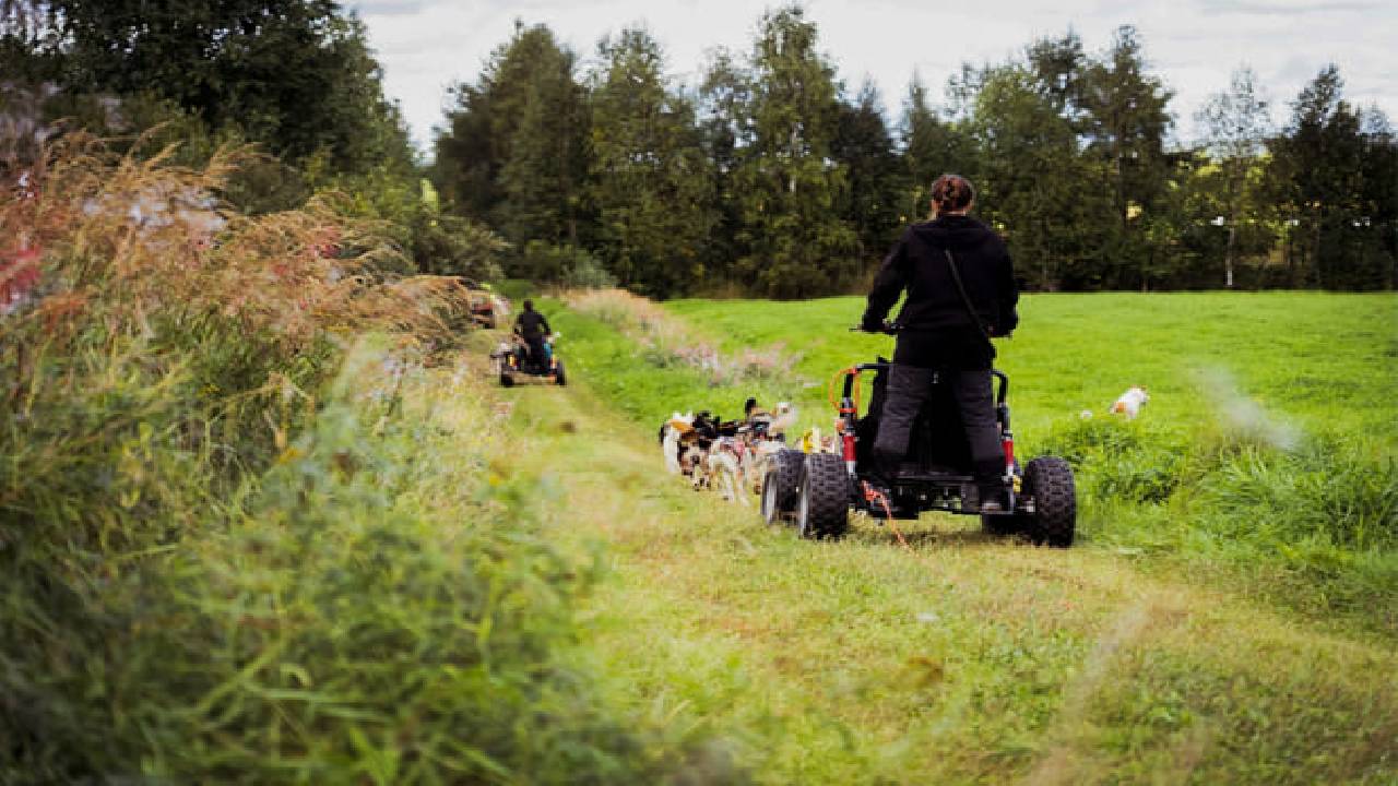 Husky Safari Autumn Tour & Barbeque - 6-10 km Self-Driving Mushing - Small Group