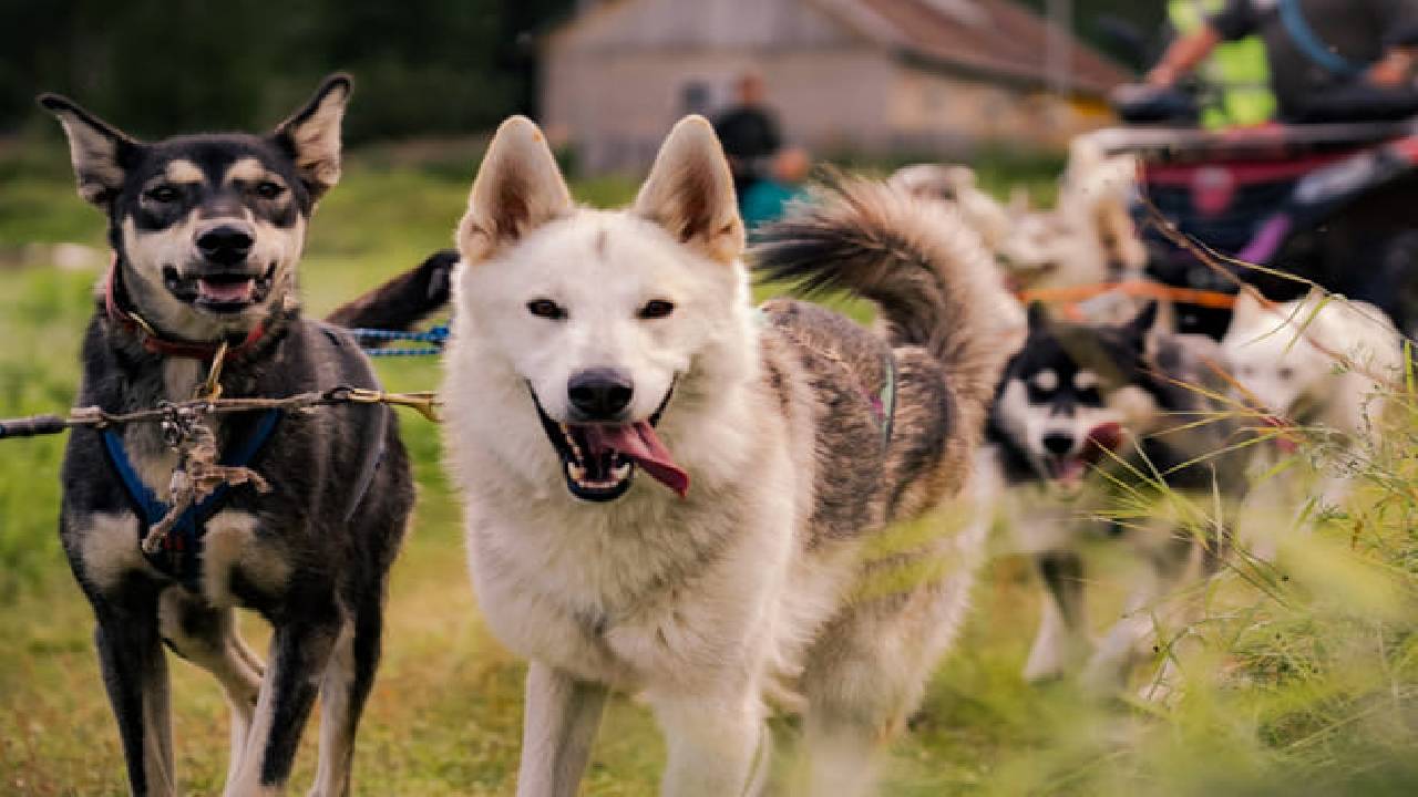 Husky Safari Autumn Tour & Barbeque - 6-10 km Self-Driving Mushing - Small Group