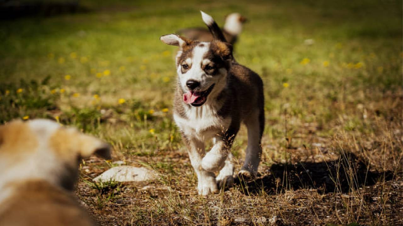 Husky Safari Autumn Tour & Barbeque - 6-10 km Self-Driving Mushing - Small Group
