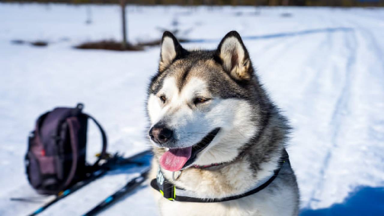 Husky Safari Winter Tour & Barbeque - 6-10 km Self-Driving Mushing - Small Group