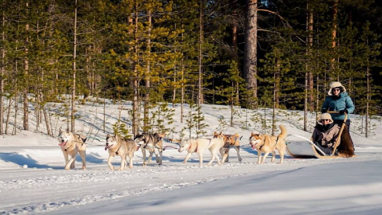 Husky Safari Winter Tour & Barbeque - 6-10 km Self-Driving Mushing - Small Group