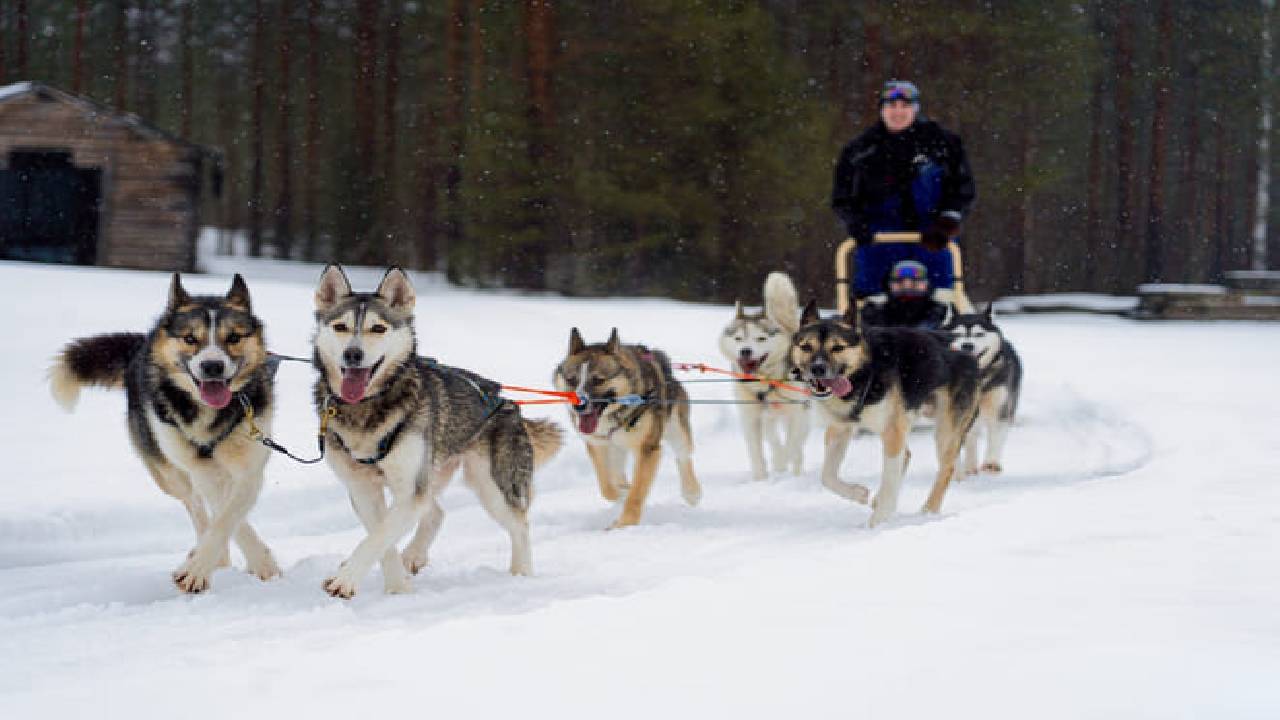Husky Safari Winter Tour & Barbeque - 6-10 km Self-Driving Mushing - Small Group