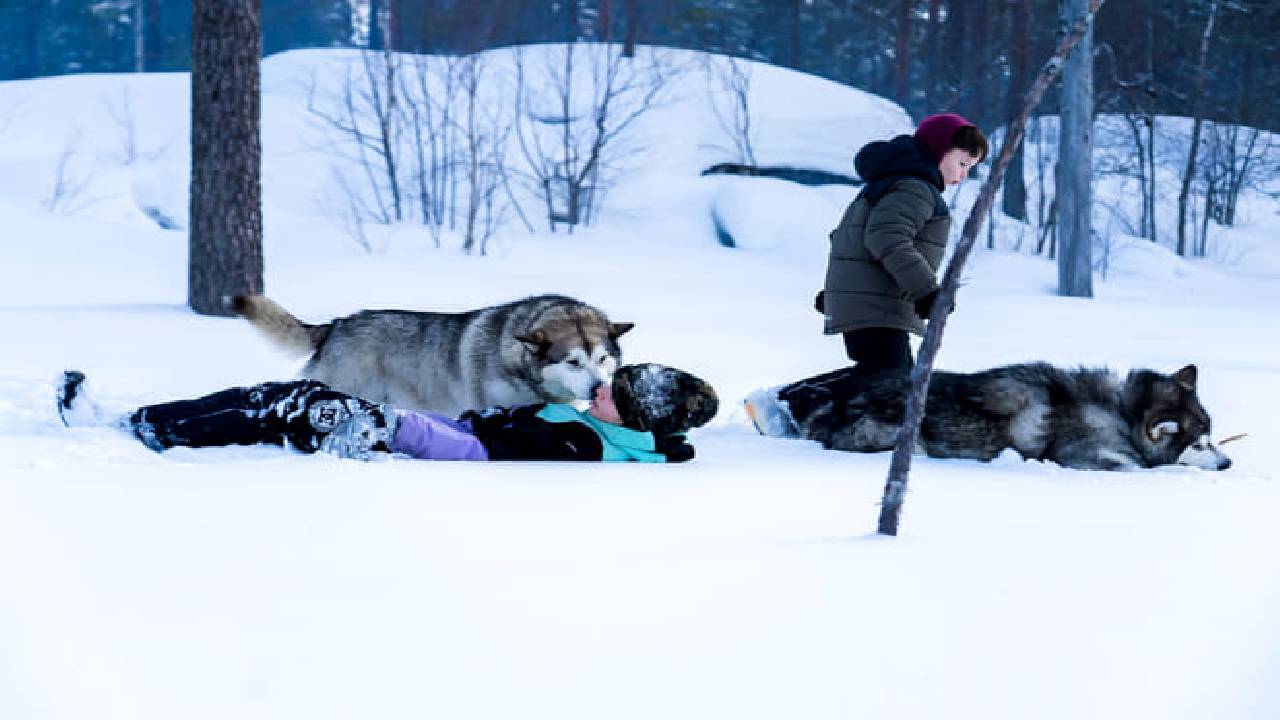 Husky Safari Winter Tour & Barbeque - 6-10 km Self-Driving Mushing - Small Group