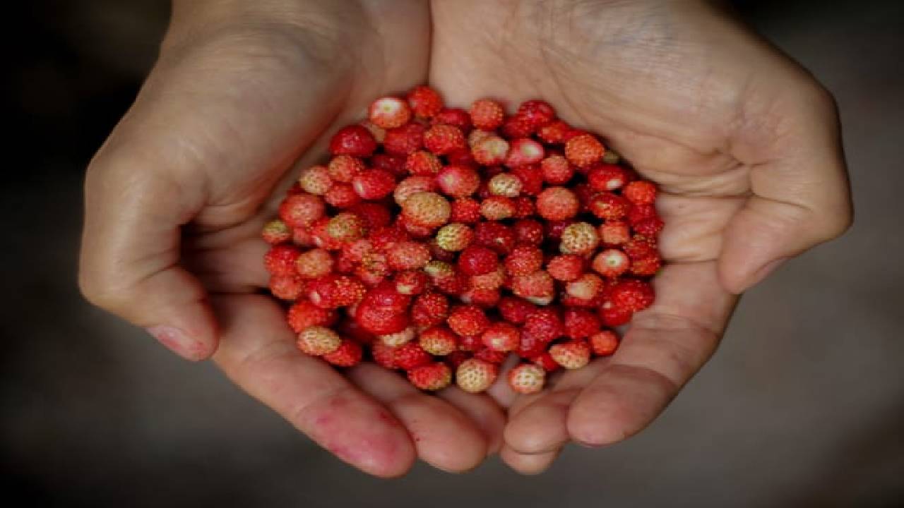 Mushrooms & Wild Berries Picking Tour - Small Group